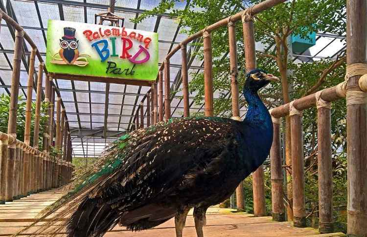 palembang bird park